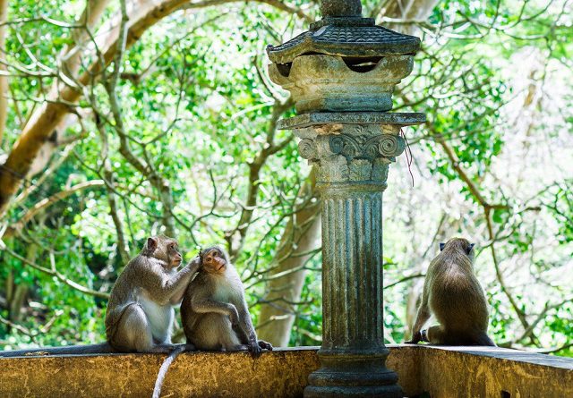 Hình ảnh Chùa khỉ Vũng Tàu - nơi giao hòa của thiên nhiên 6